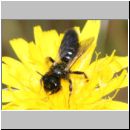 Panurgus sp - Zottelbiene 01b 8mm.jpg